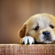 Photo: Emergency Puppy